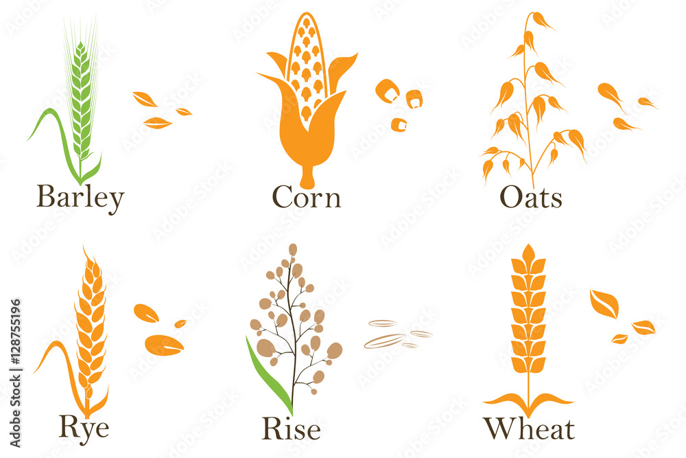 Cereals Vector Icons. Rice, Wheat, Corn, Oats, Rye, And Barley. Vector 