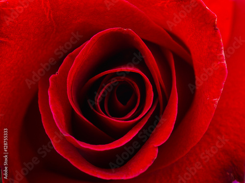 macro red rose flower