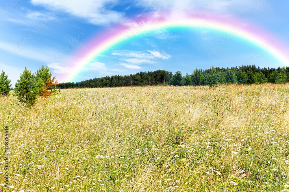 Green meadow blue sky with clouds and edge of forest Green meadow blue sky with clouds and edge of forest