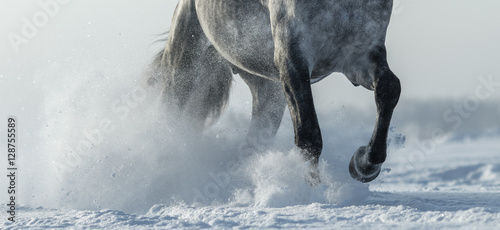 Legs of horse close up in snow