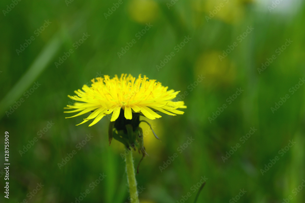 Dandelions in the meadow Dandelions in the meadow