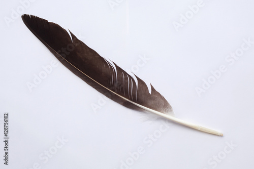  Eagle feather