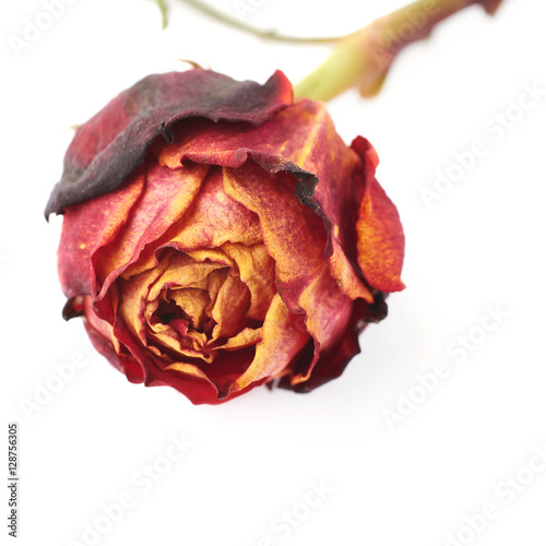 Dried red rose over the white isolated background
