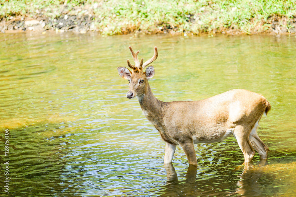 Fototapeta premium deer in the nature in thailand