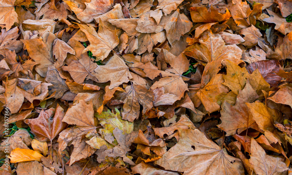 Autumn leaves fallen on ground background Autumn leaves fallen on ground background