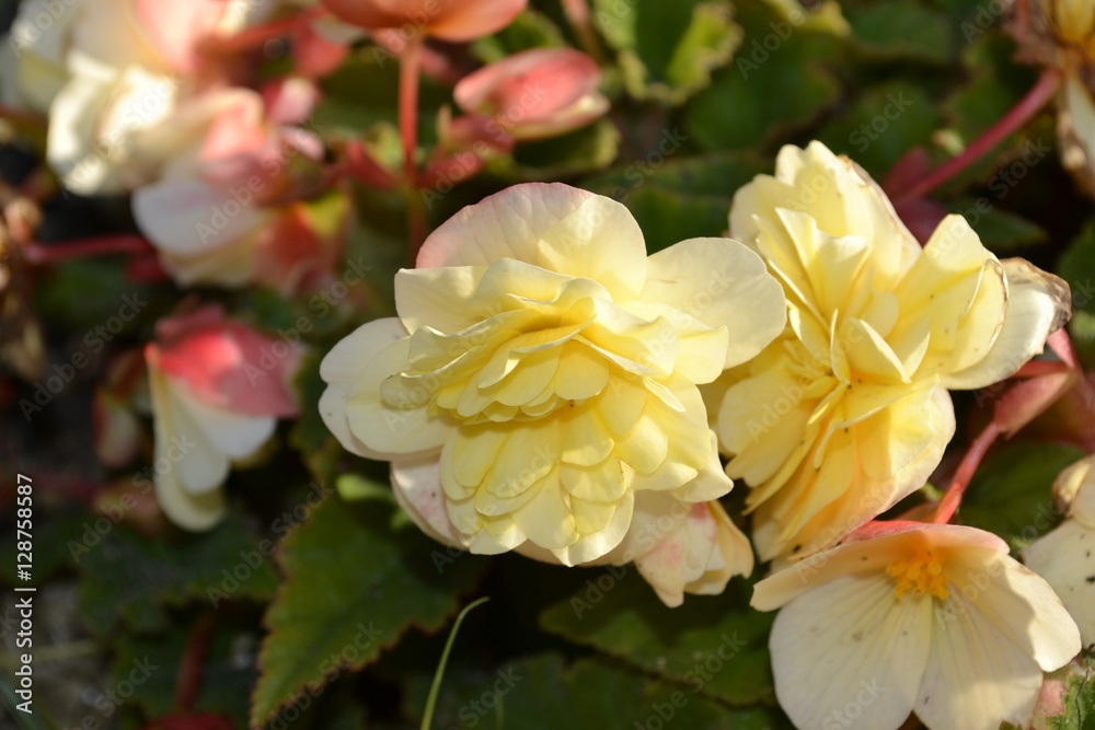 Obraz premium Цветы в саду вечером