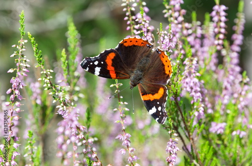 Butterfly Admiral (lat. Vanessa atalanta) on a flowering Heather photo