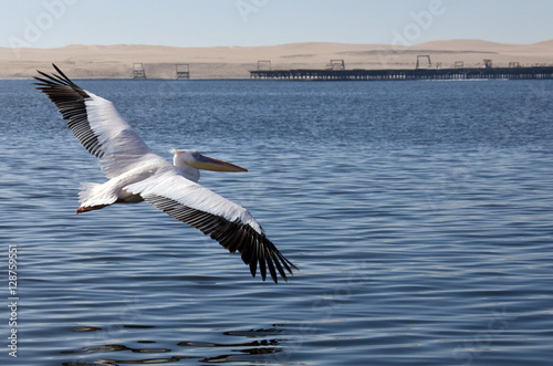 Great White Pelican - Namibia © mrallen