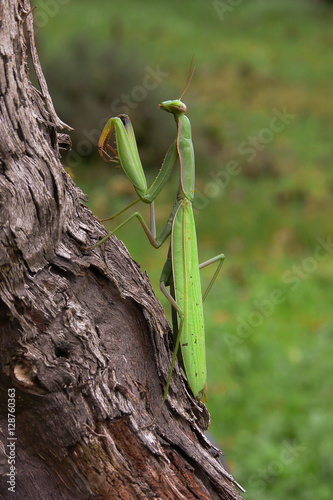 mantide religiosa (Mantis religiosa) su tronco