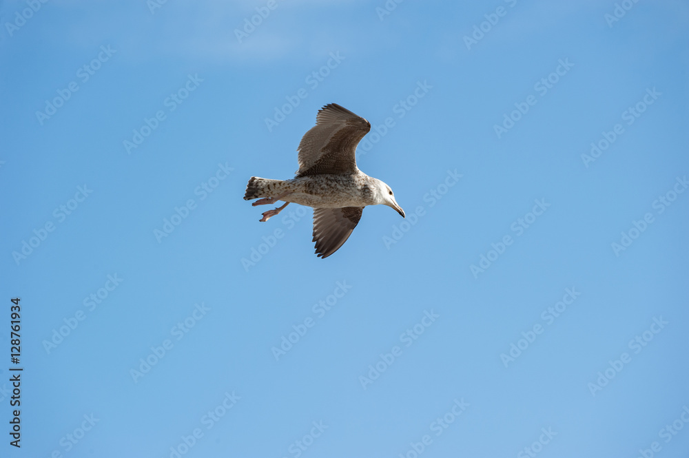 Obraz premium Möwe im Flug
