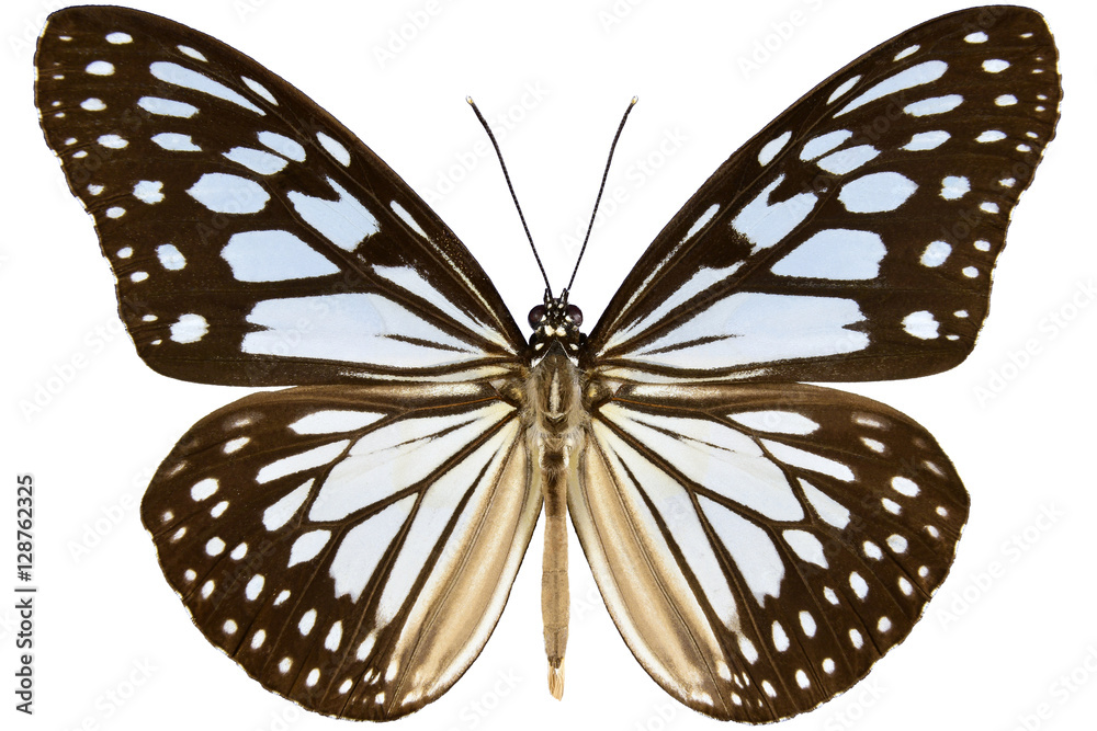 Naklejka premium Wood Nymph or Gray Glassy Tiger butterfly from Malaysia (Ideopsis juventa sitah) isolated on white background