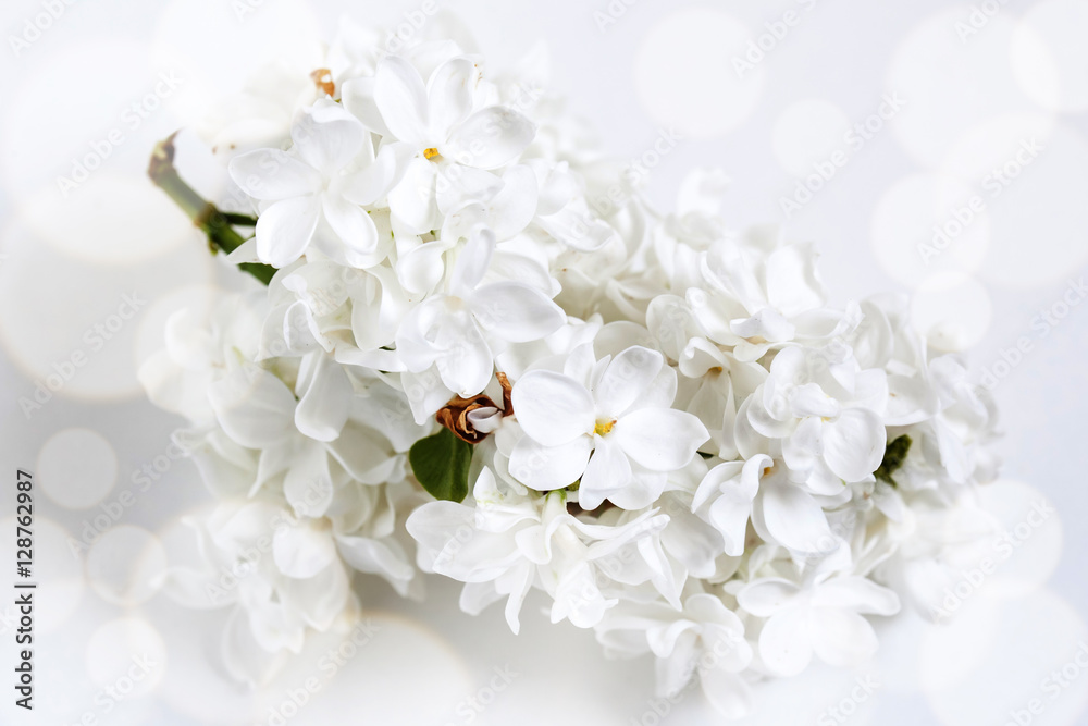 Floral wallpaper. White lilac flowers blossom poster, Soft blurred style with special effects