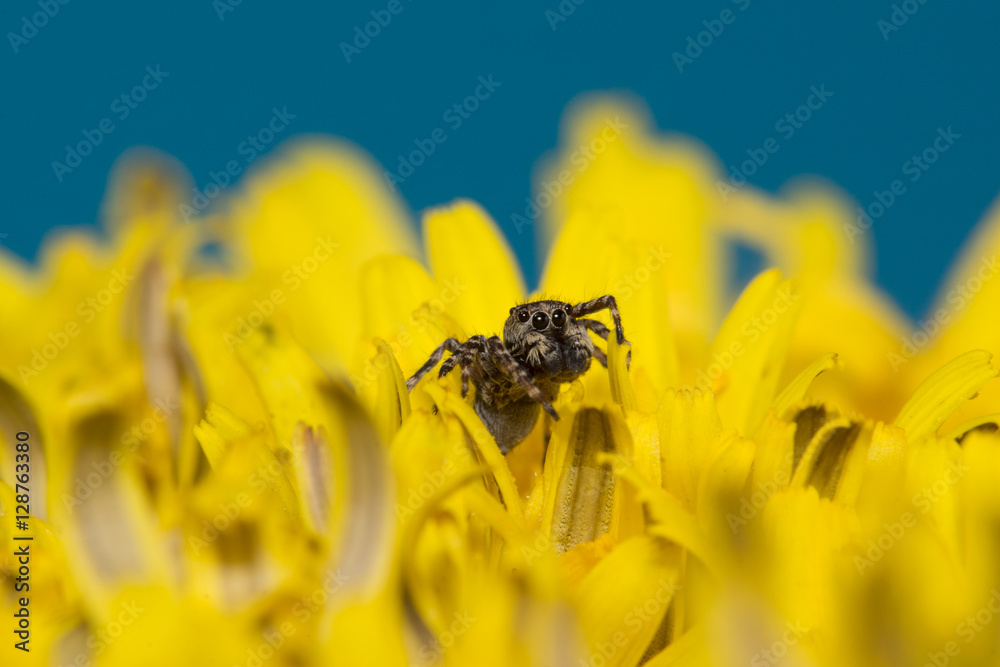 the jumper spider the jumper spider