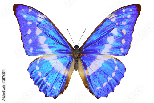 Colombian shiney blue morpho butterfly (Morpho cypris, upside, male) with a metallic sheen on the wings, isolated on white background