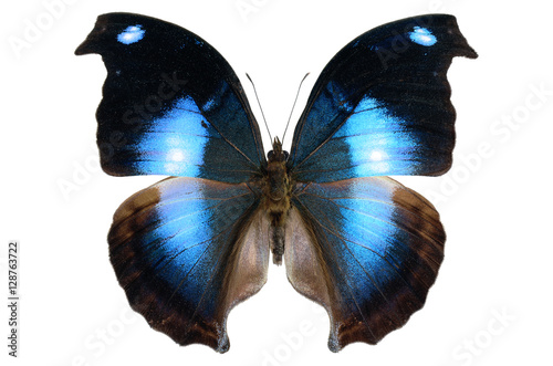 Blue Hookwing butterfly (Napeocles jucunda, male, upside) from Amazonian rainforest  isolated on white background photo