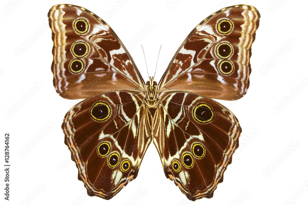 Naklejka premium Peruwiański motyl Morpho (Morpho deidamia, samiec, spód) na białym tle