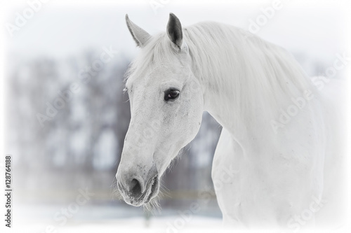 Fotografia white horse portrait in winter