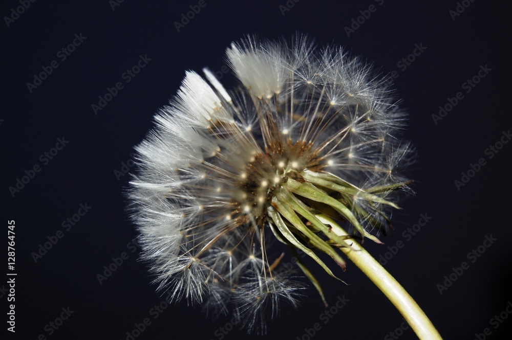 Fototapeta premium dandelion 2