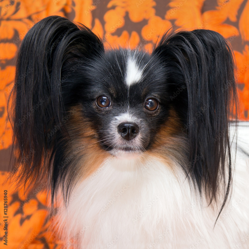 Portrait of a dog breed Papillon