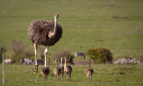 A mother ostrich looks at viewer while walking with her brood of chicks on the grasslands of Kenya
