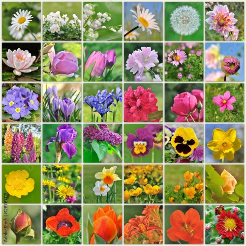 planche carrée de fleurs allant du blanc, rose, violet jaune, orange et rouge photo