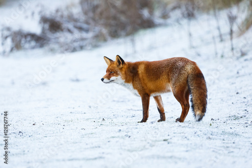 red fox in a winter setting