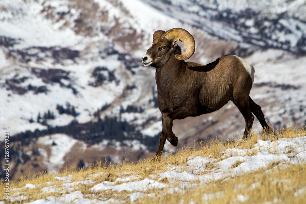 Naklejka premium Rocky Mountain Bighorn Sheep on a snowy mountainside