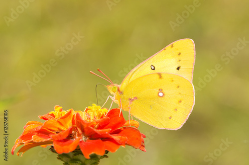 Beautiful Orange Sulphur butterfly on a deep orange Zinnia flower against green background © pimmimemom