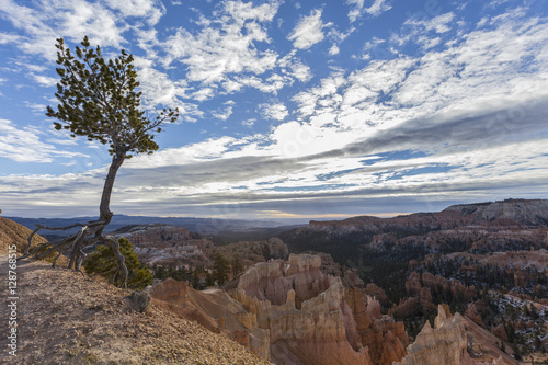 Limber Pine with Exposed Roots Overlooking Bryce Canyon National Park
