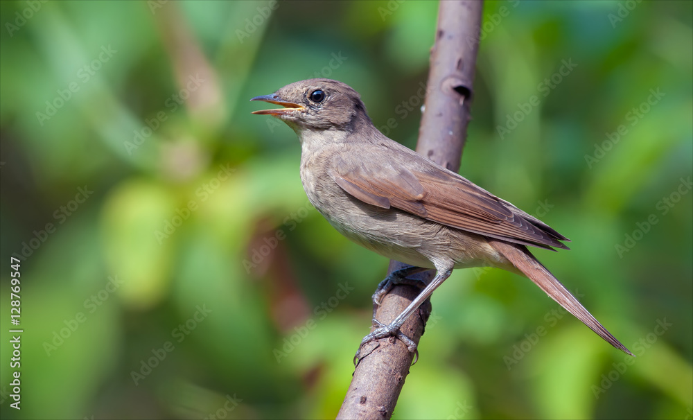 Fototapeta premium Thrush nightingale in a hot weather