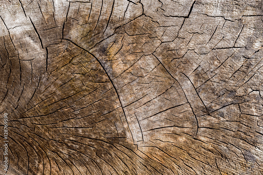 Fototapeta premium The cut of an old tree trunk with cracks 