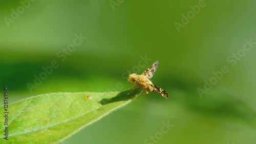 Wallpaper Mural Little fly sitting on a leaf  Torontodigital.ca