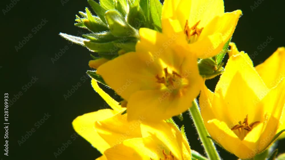 Point garden loosestrife Lysimachia punctata Point garden loosestrife Lysimachia punctata