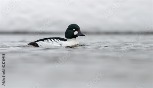 Common goldeneye floating in the river photo