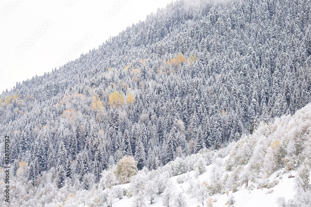Fotografie Trees in snow, Caucasus, Georgia