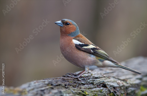 Common chaffinch posing in early spring