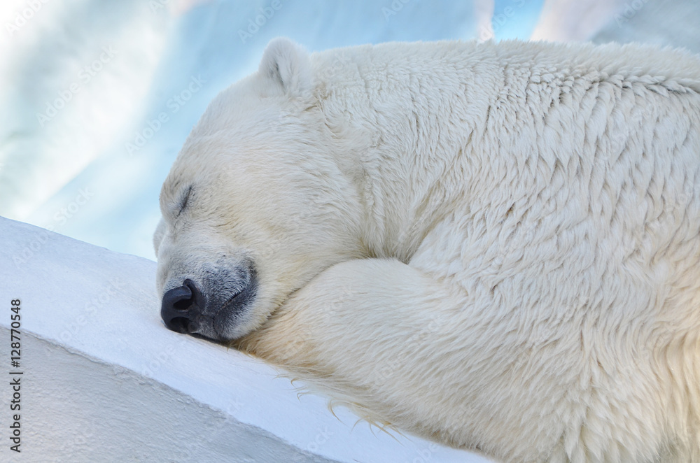 Белый медведь спит.