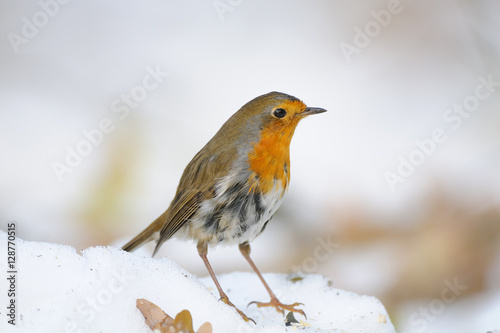 Wintering Robin © Victor Tyakht