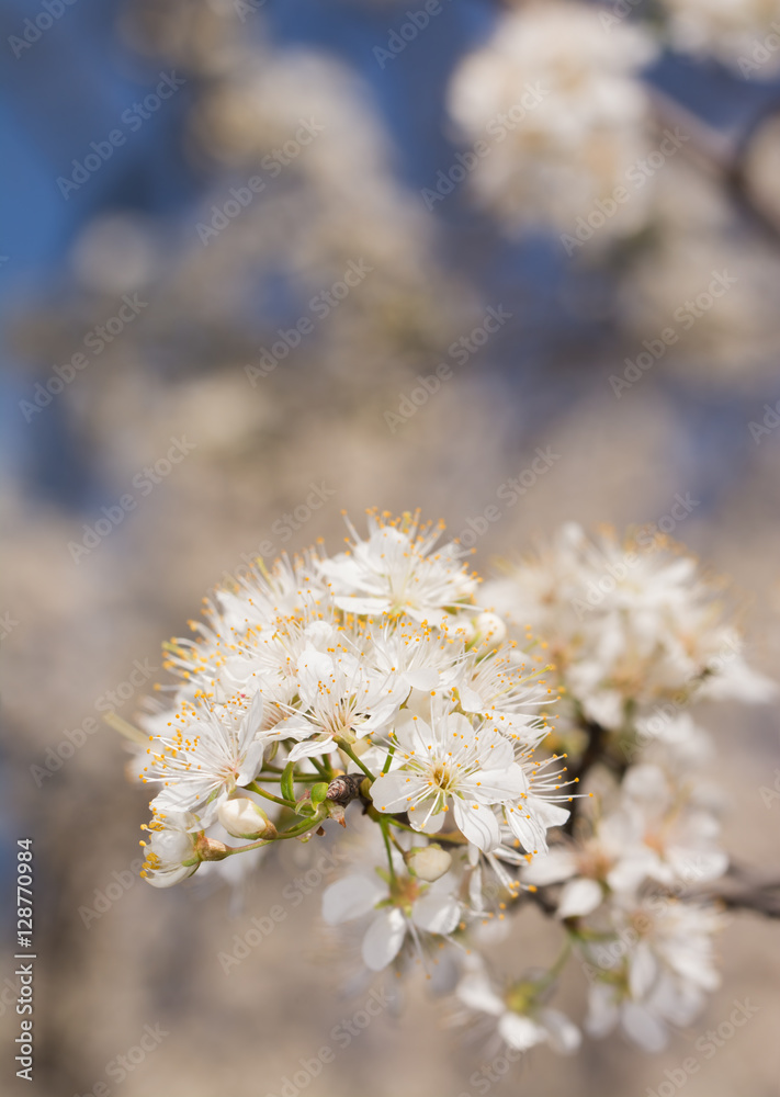 Wild plums blooming with clusters of white blooms, filling air with pollen Wild plums blooming with clusters of white blooms, filling air with pollen