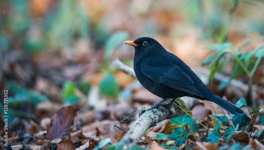 Fototapeta premium Common blackbird perched on the forest floor during autumn