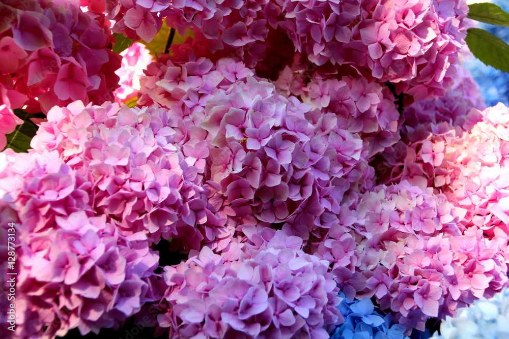 beautiful pink hydrangea flowers in the garden beautiful pink hydrangea flowers in the garden