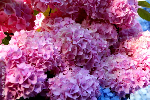 beautiful pink hydrangea flowers in the garden