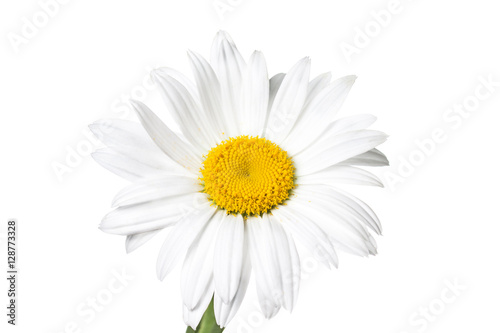 Fototapeta Naklejka Na Ścianę i Meble -  Floral wallpaper, white daisy