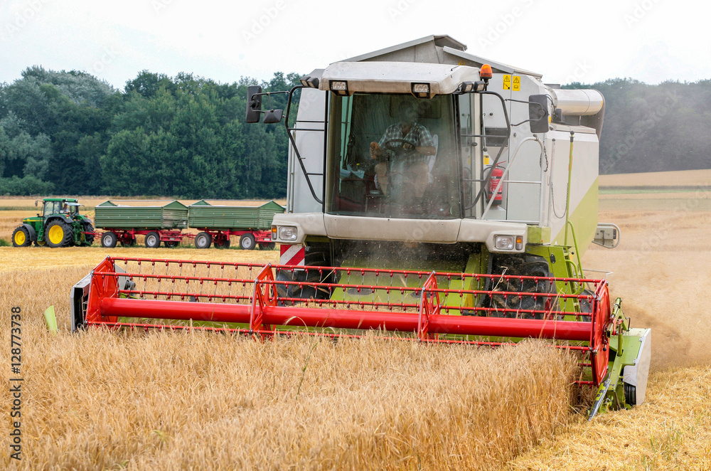 Fototapeta premium Mähdrescher bei der Getreideernte