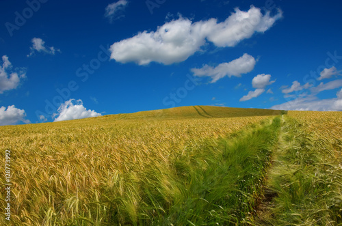 Wheat Field