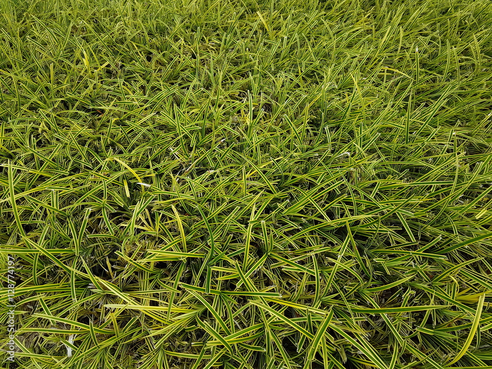 Full frame of thin green leaves plant background Full frame of thin green leaves plant background