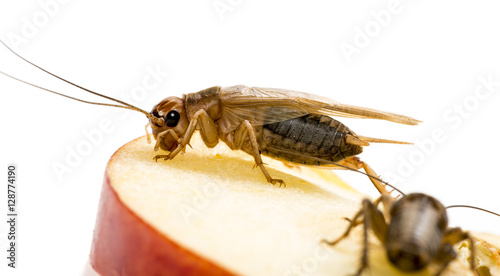 cricket - Gryllus assimilis - feeding insects photo