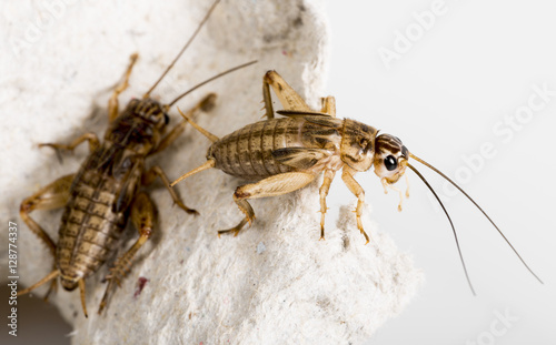 cricket - Gryllus assimilis - feeding insects photo