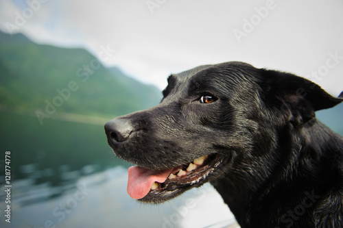 Black Labrador Retriever with big smile