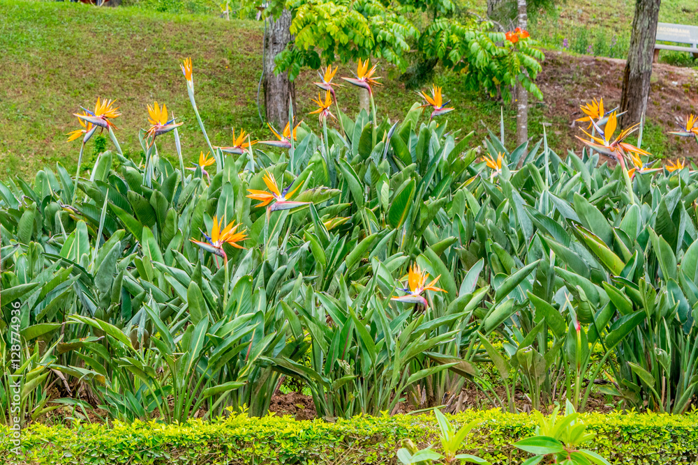Large bush with flowers of Strelitzia Reginae at a Park of flowers in Dalat Vietnam